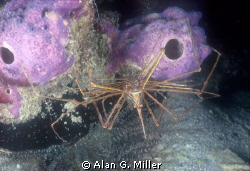 Arrow Crab hanging upside down from a sponge. Shot on Kod... by Alan G. Miller 